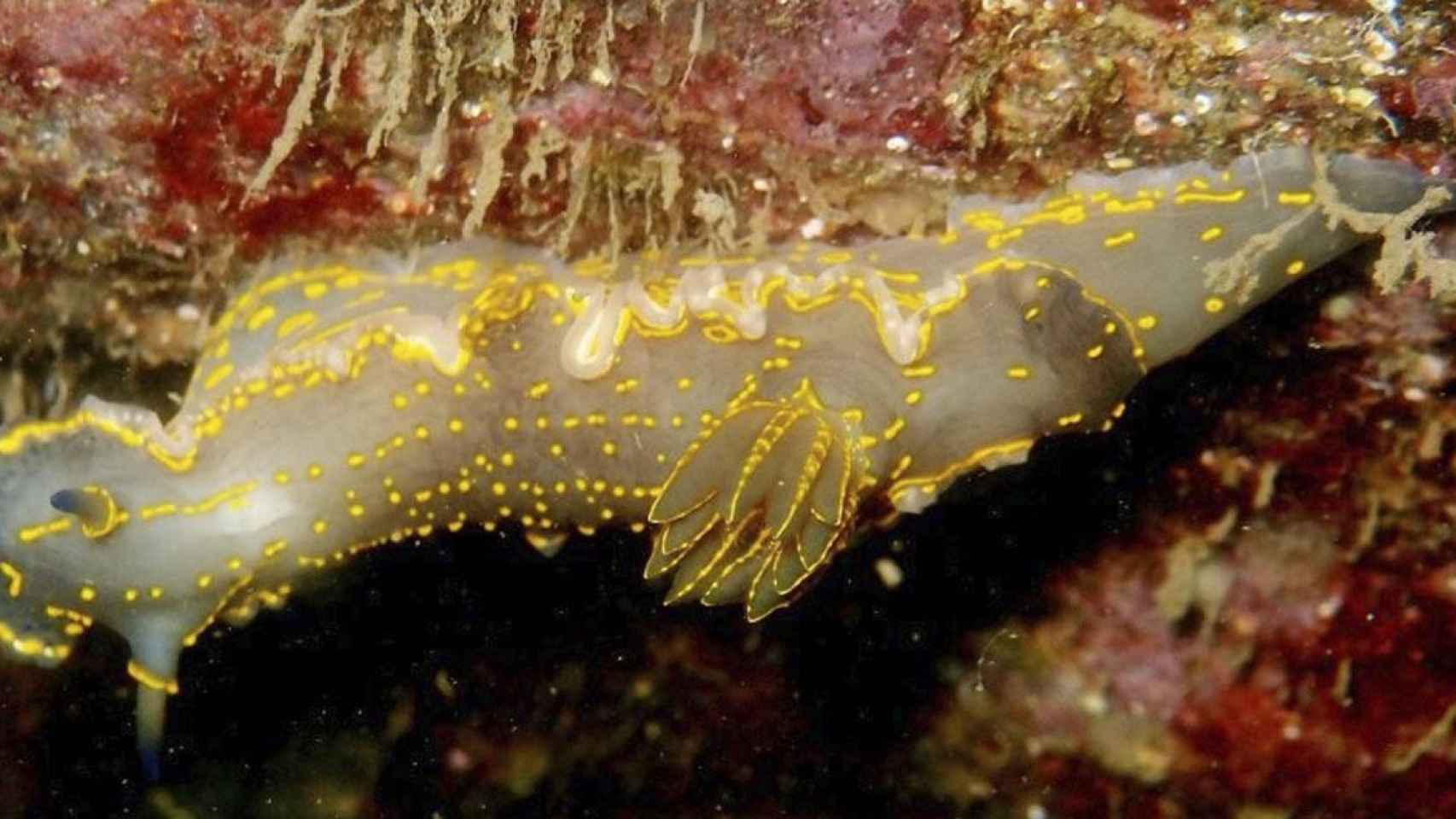 Una de las especies marinas identificadas en la playa artificial del Fòrum / UB