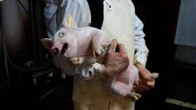 Un operario sostiene a una cría de cerdo momentos antes de su matanza para extraer su carne / TRASLOSMUROS