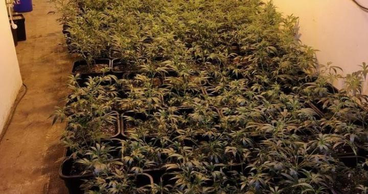 Plantas de marihuana decomisadas en Sant Martí / AYUNTAMIENTO BARCELONA