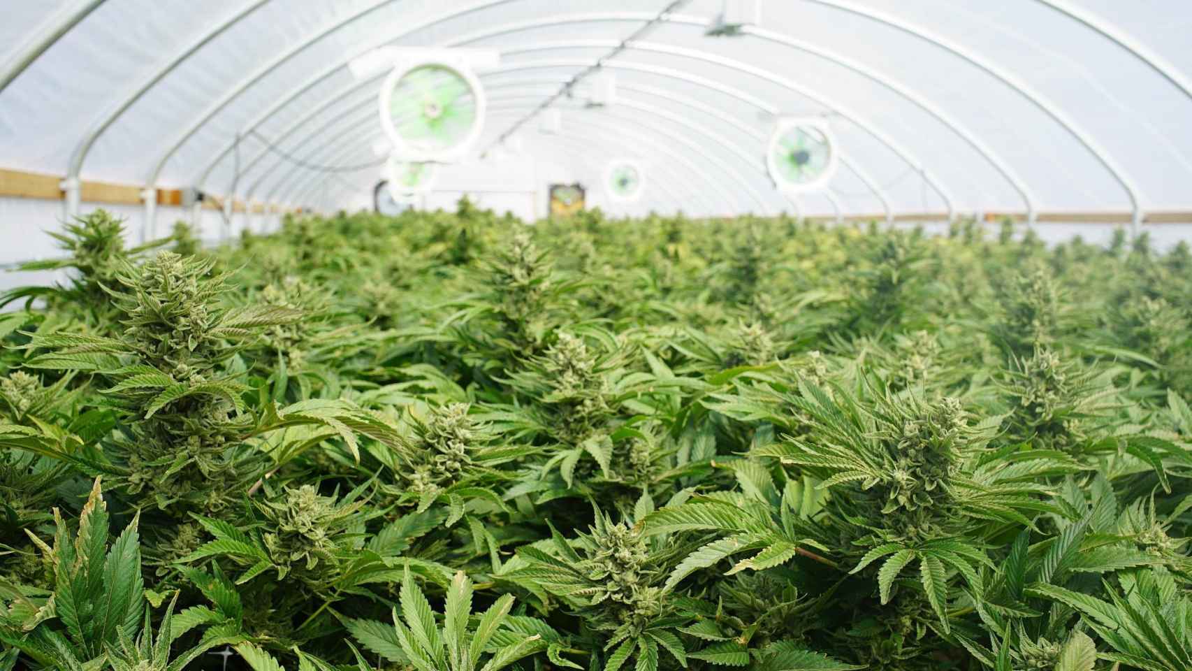 Una plantación de marihuana de Aurora Cannabis