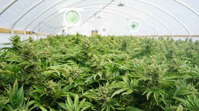 Una plantación de marihuana de Aurora Cannabis