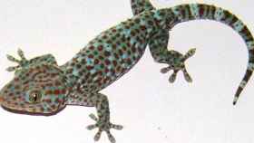 Imagen de un lagarto gecko / BacLuong (Wikimedia Commons)