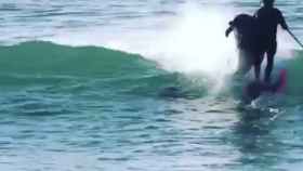 Una captura de pantalla del momento en que el delfín tumba al surfista