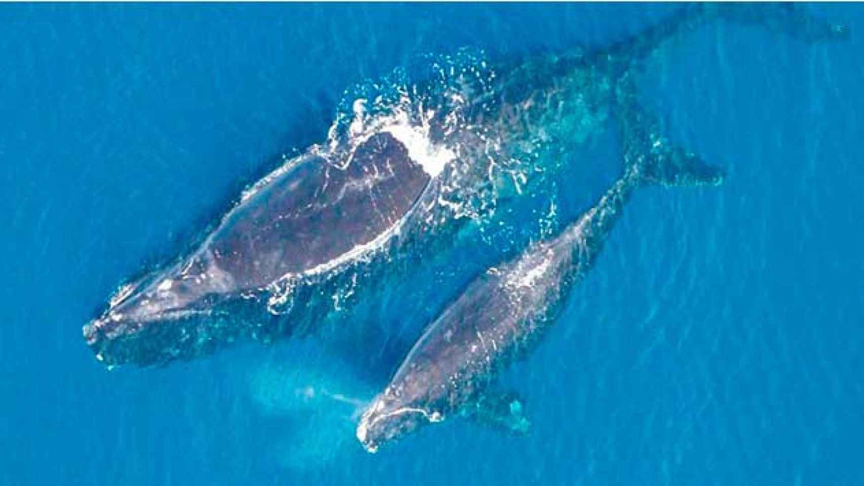 Alarma por el futuro de la ballena franca glacial, como las de las imágenes, una especie en peligro de extinción