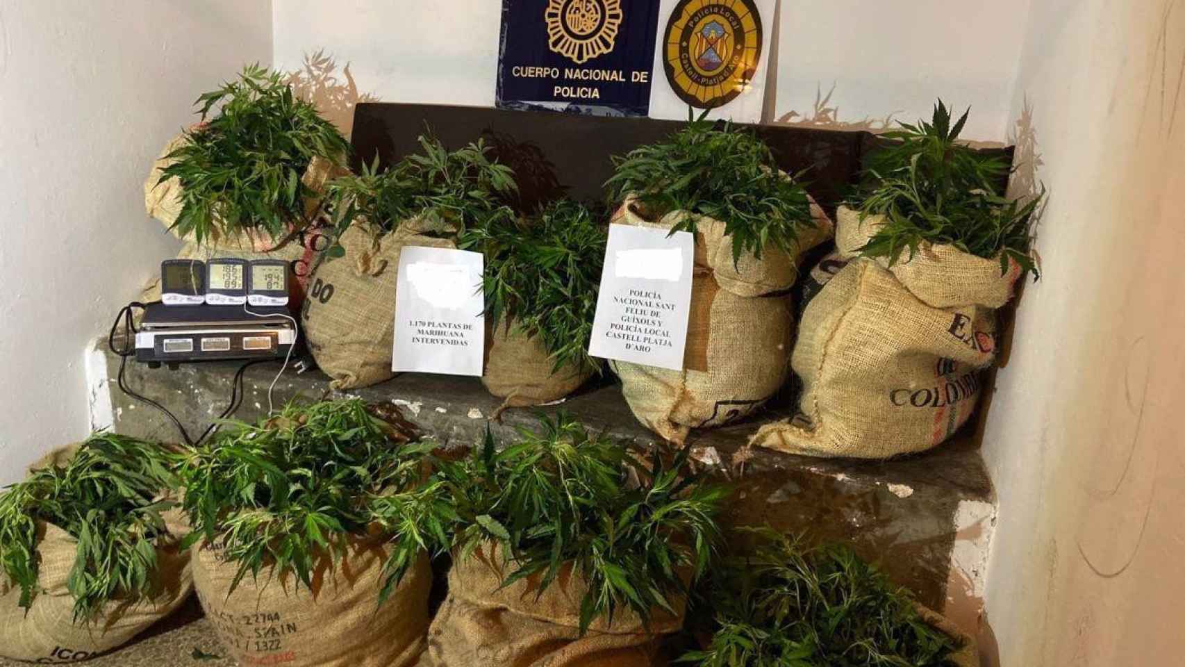 Estas son las plantas de marihuana aprehendidas durante el operativo de la Policía Nacional / POLICÍA NACIONAL
