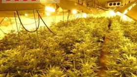 Esta es la plantación de marihuana que han encontrado los Mossos en Riells i Viabrea / MOSSOS