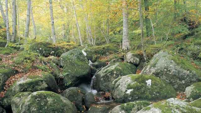 Uno de los bosques de Cataluña / GENCAT