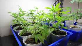 Plantas de marihuana, conocidas como las flores del cannabis / EFE