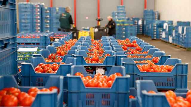 Imagen de archivo de un almacén de hortalizas --tomates en primer término-- de Almería / EFE