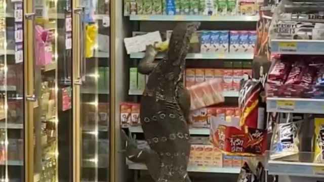 El lagarto trepa por los estantes de la tienda / FACEBOOK