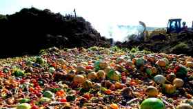 Toneladas de frutas y verduras de un vertedero. Despilfarro alimentario / EFE