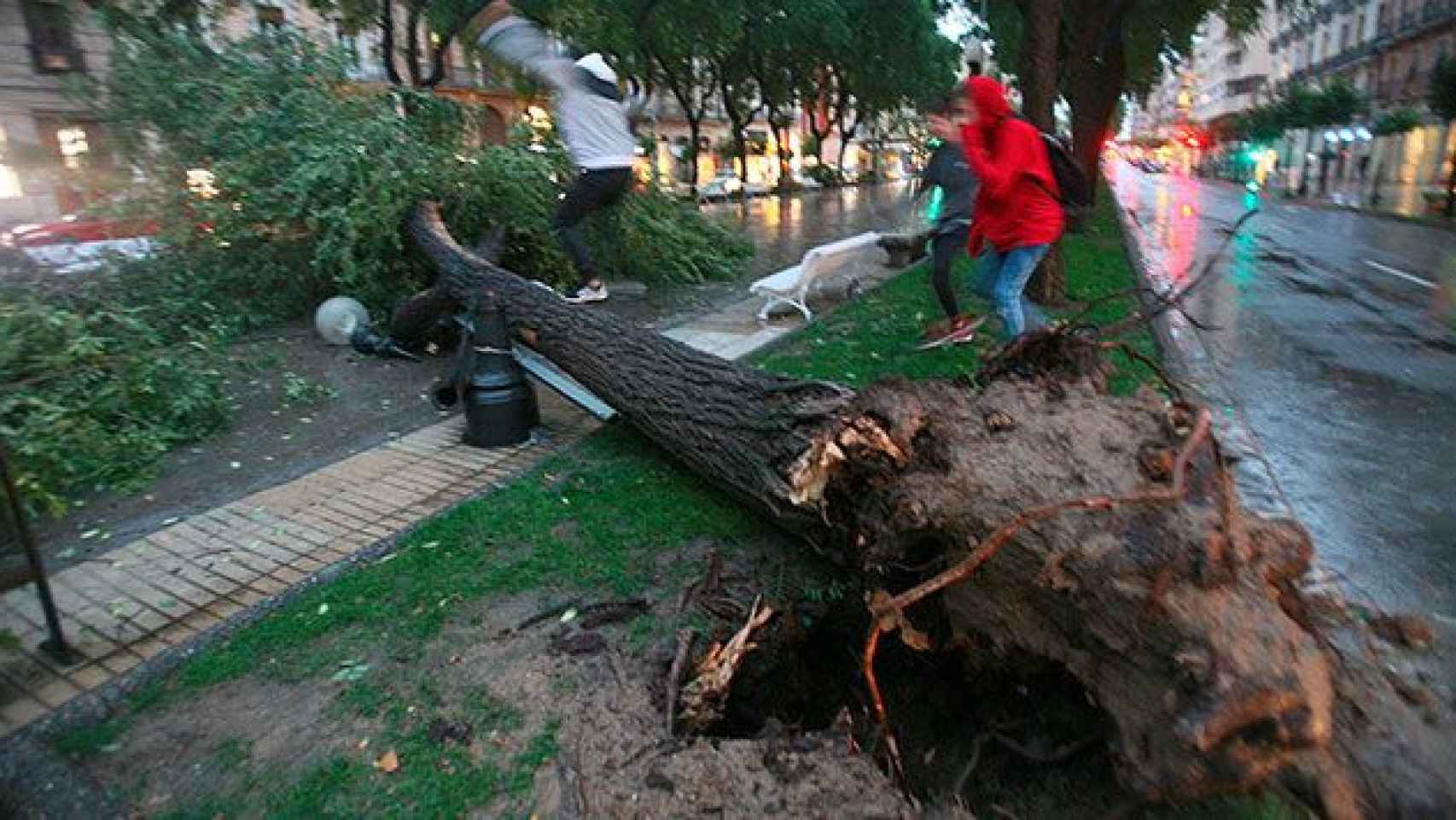 Un árbol caído en la Rambla de Tarragona como consecuencia de las fuertes lluvias de las últimas horas