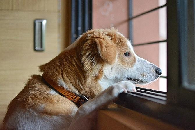 Los perros pueden experimentar ansiedad por separación / Amit Karkare EN PIXABAY