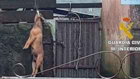 El perro ahorcado en el patio trasero de una casa / GUARDIA CIVIL