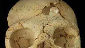 El Cráneo 17 hallado en la Sima de los Huesos de Atapuerca (Burgos)