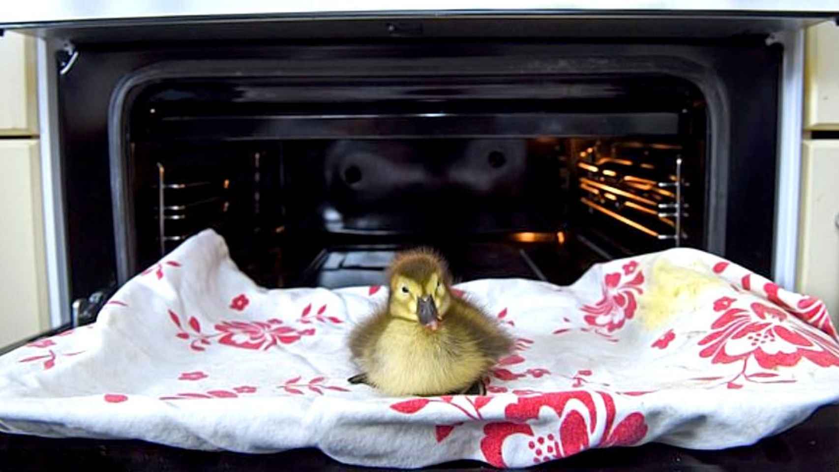 Un pato en la bandeja de un horno / TWITTER