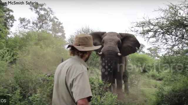 El guía frena al elefante antes de ser embestido