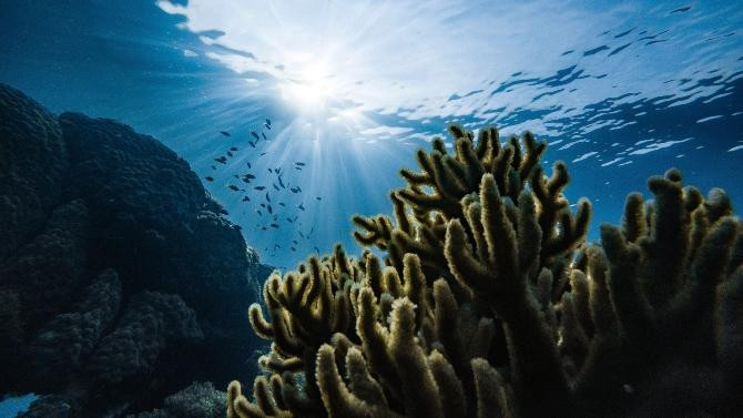 imagen de un fondo marino hecha con una cámara acuática / Marek Okon en UNSPLASH