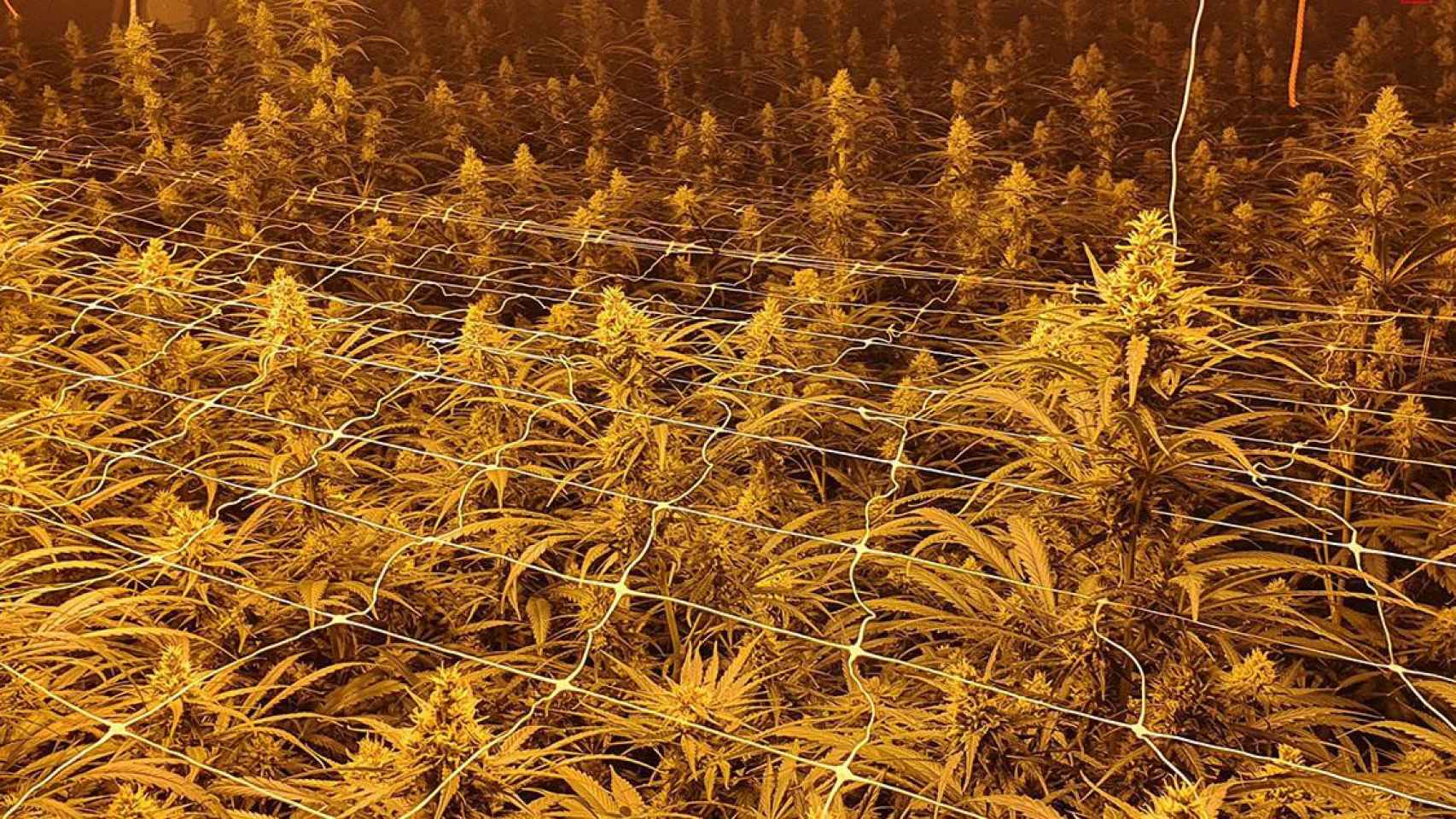 Imagen de archivo de una plantación de marihuana / MOSSOS