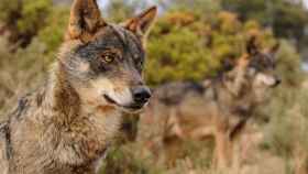 Fotografía de archivo de dos ejemplares de lobo ibérico / EUROPA PRESS