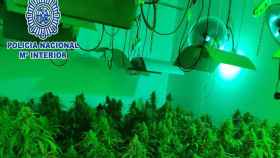 Una de las plantaciones de marihuana descubiertas / POLICÍA NACIONAL