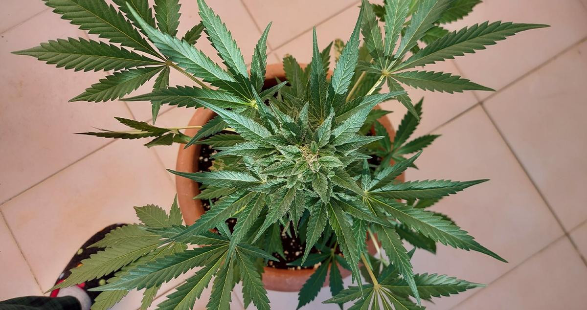 Una planta de cannabis en fase de floración / EP