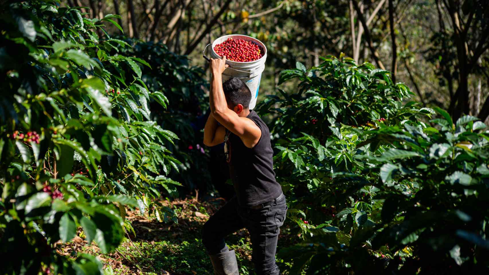 Una plantación de café en México, afectada por la crisis de los fertilizantes por la guerra de Ucrania / EFE