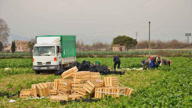 Temporeros recogiendo alcachofas en el campo / PACO NIETO (PIXABAY)