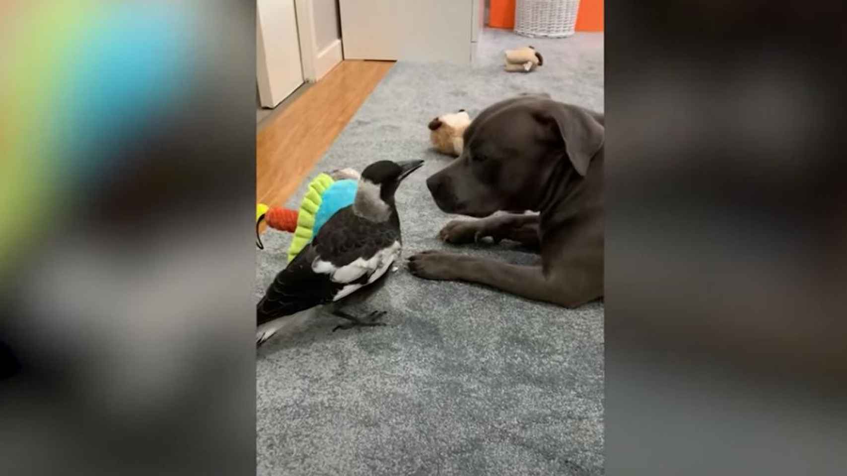 Este perro adopta a una urraca como su propio cachorro / YOUTUBE