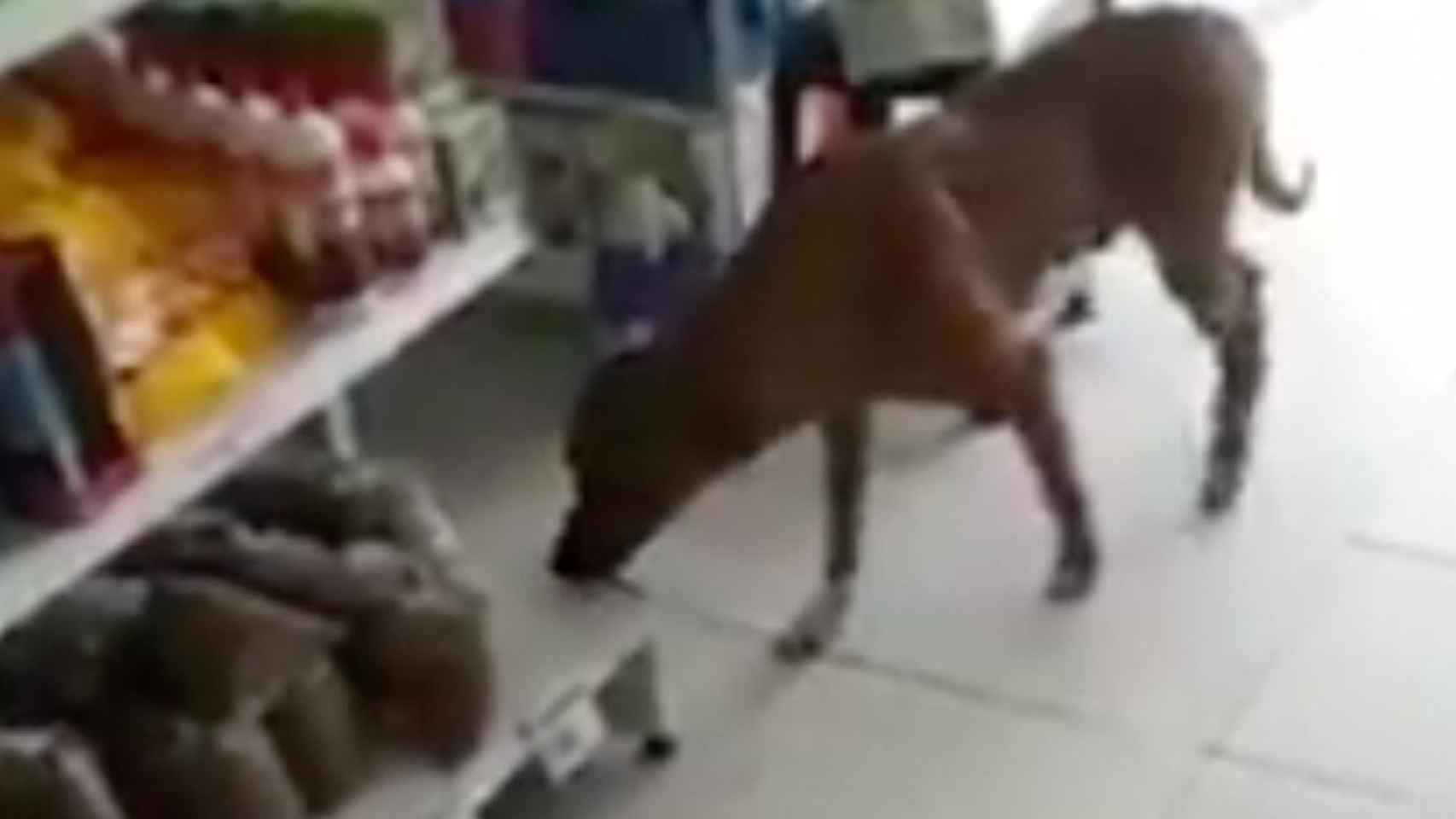 Un perro roba un saco de comida en un supermercado / TWITTER