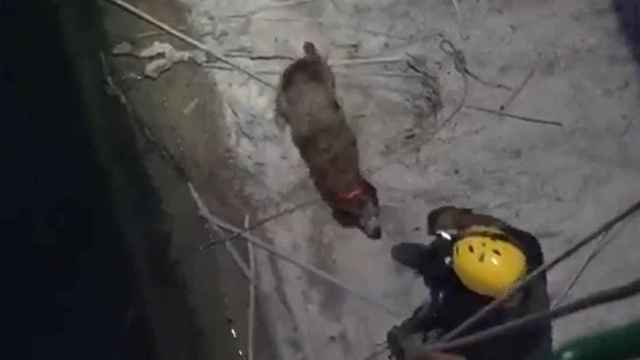 Un bombero procede al rescate de un perro atrapado en una presa / DIPUTACIÓN DE CASTELLÓN