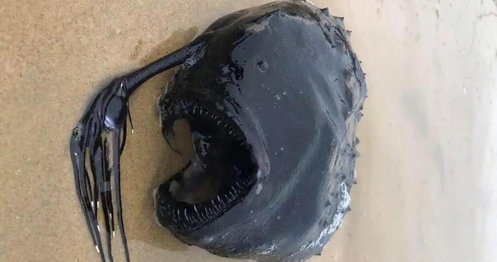 El extraño pez balón encontrado en una playa californiana / INSTAGRAM