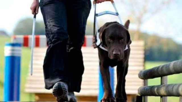 Un perro guía ayuda a una persona ciega / CG