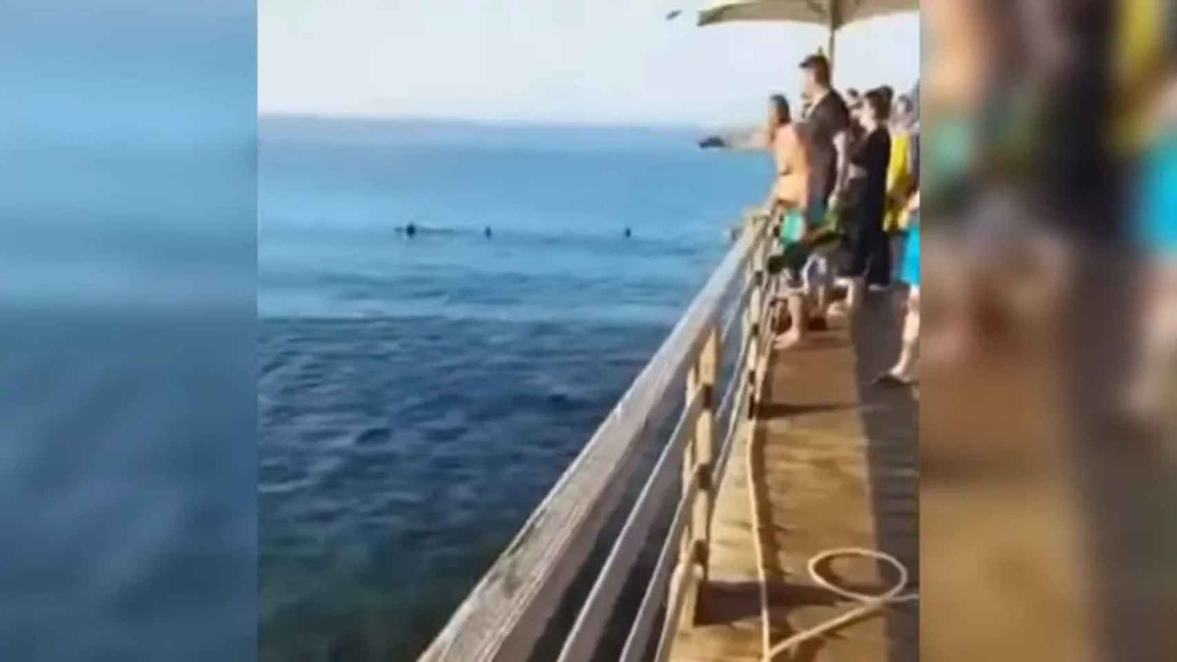 Varias personas contemplan el ataque de un tiburón / REDES