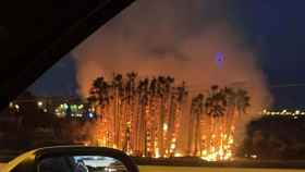 Arde una plantación de palmeras en Sant Joan Despí / TWITTER