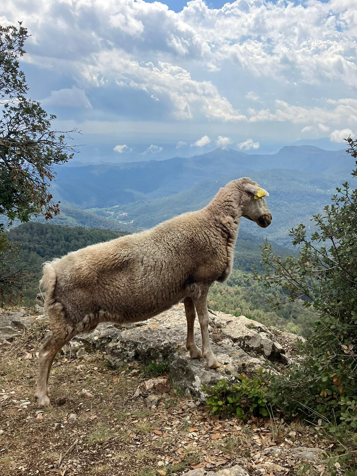 La oveja rescatada del diluvio en el Montseny / CG