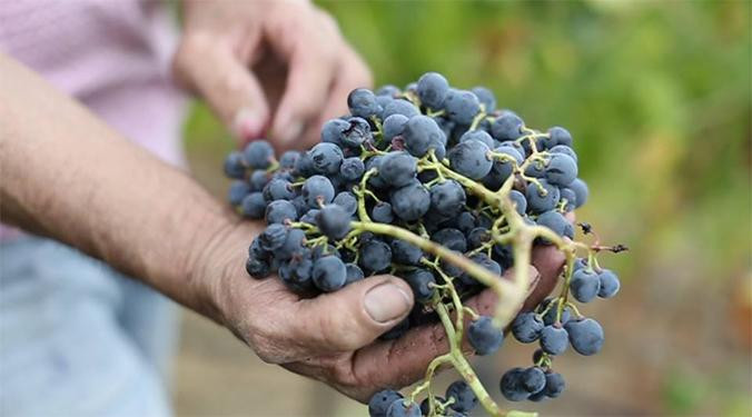 Uvas recogidas en los viñedos del Priorato / PRIORAT ENOTURISME