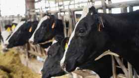 Granja de vacas productoras de leche en Cataluña / CEDIDA