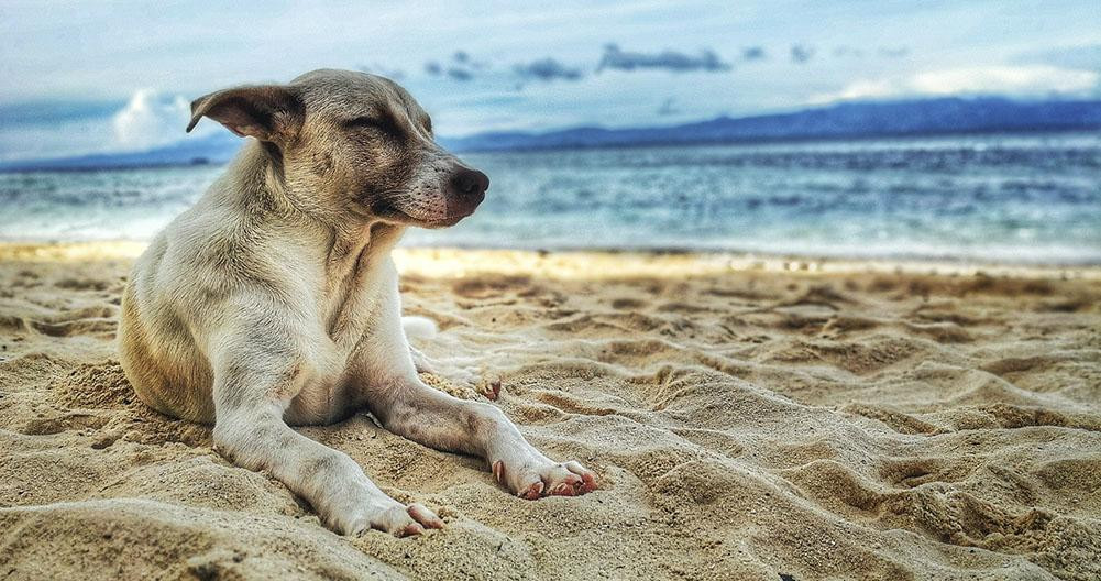 Perro de vacaciones en la playa / PEXELS