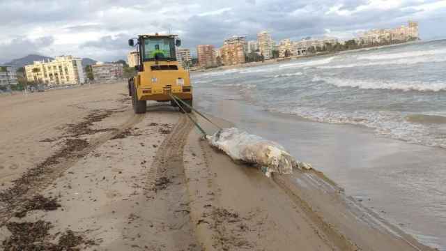 Los operarios municipales llevan a cabo la retirada de una res muerta a orillas del mar /EP