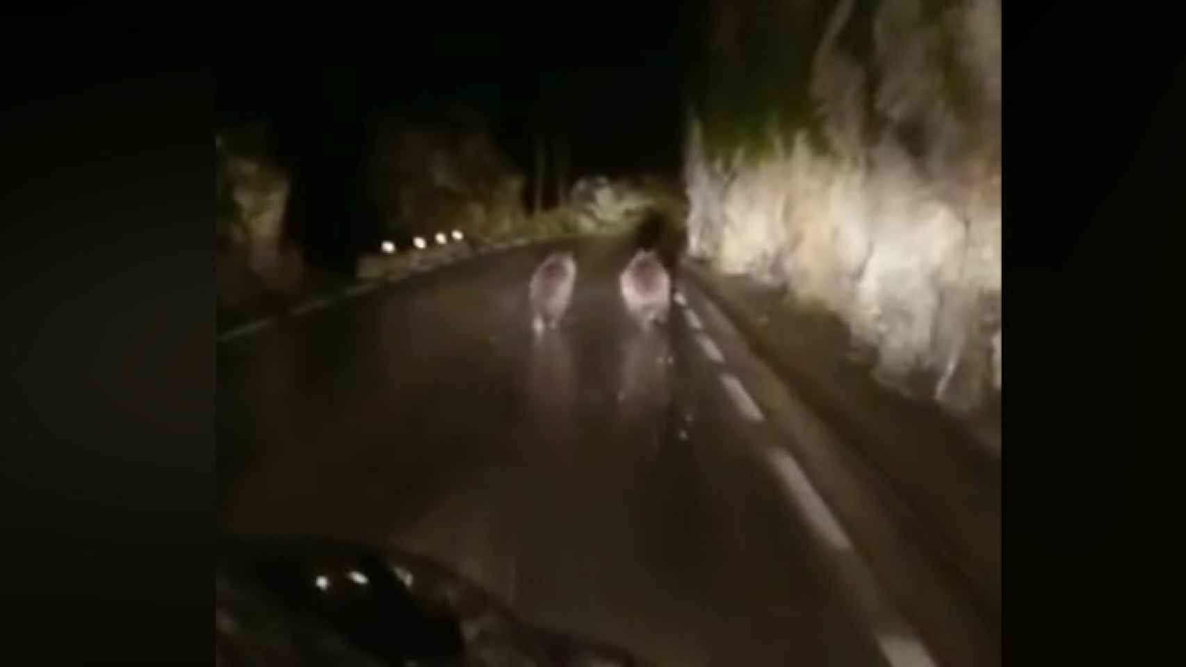 Los dos osos corren intentando huir del vehículo / Facebook