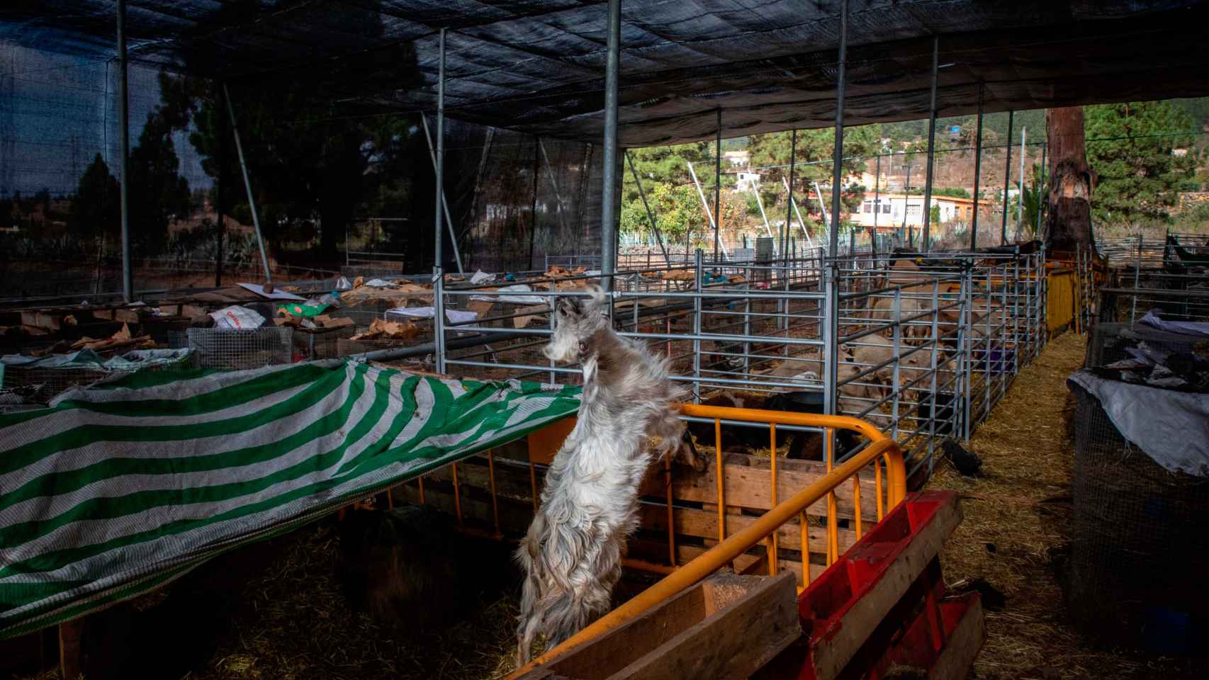Una granja con animales, como la que se ha denunciado por criar conejos de Indias / EUROPA PRESS