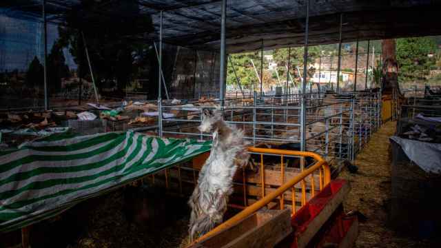 Una granja con animales, como la que se ha denunciado por criar conejos de Indias / EUROPA PRESS