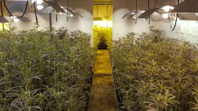 Una foto de la plantación de marihuana desmantelada en Esparreguera / MOSSOS