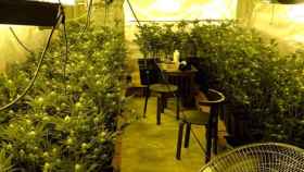 Una imagen de archivo de una plantación de marihuana intervenida por los Mossos d'Esquadra / MOSSOS D'ESQUADRA