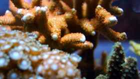 Coral de parques naturales marinos / PIXABAY