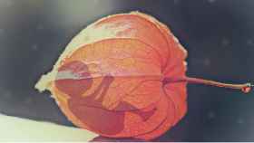 Una foto ilustrativa de un feto como aborto natural / PIXABAY