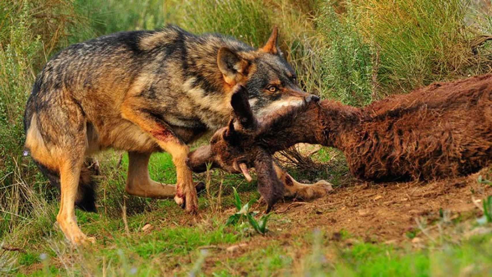 Los ganaderos defienden la caza del lobo, entre otras cosas porque sigue atacando a los animales de las explotaciones.