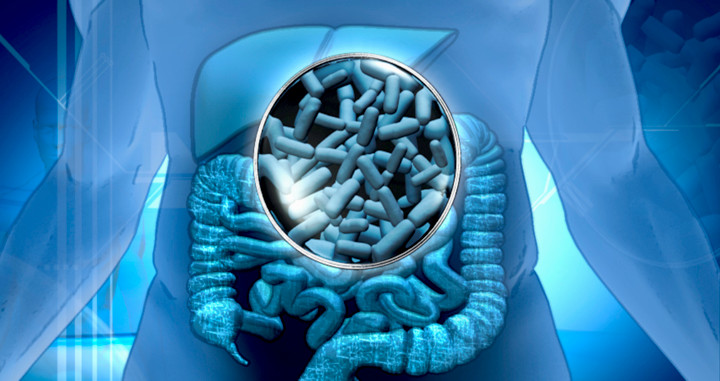 Simulación de la actuación de los probióticos en los intestinos