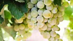 Racimo de uvas como las que se toman en Nochevieja / UNSPLASH